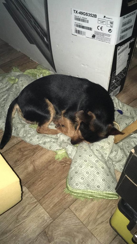 Bailey 5 year old jack russell needs a loving home