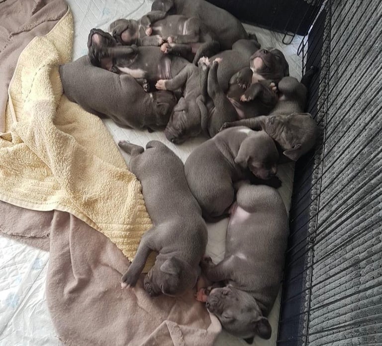 Blue Staffordshire bull terrier puppies 