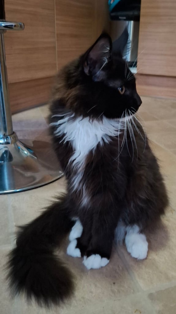 Affectionate Maine Coon Kitten Boy – Ready for His Forever Home