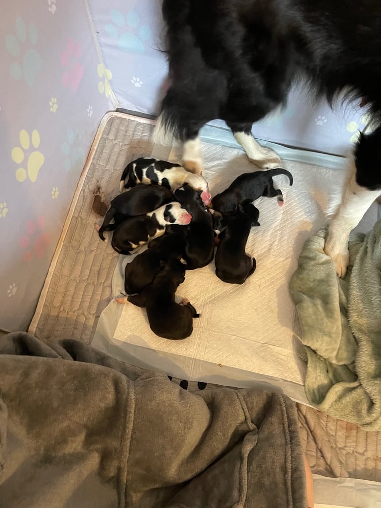 Borsky puppies !! SOLD SOLD !!