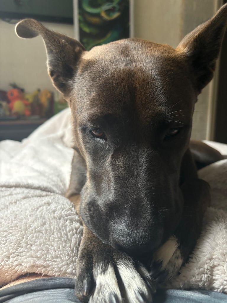 Beautiful Bella 19 month old Cane corso x