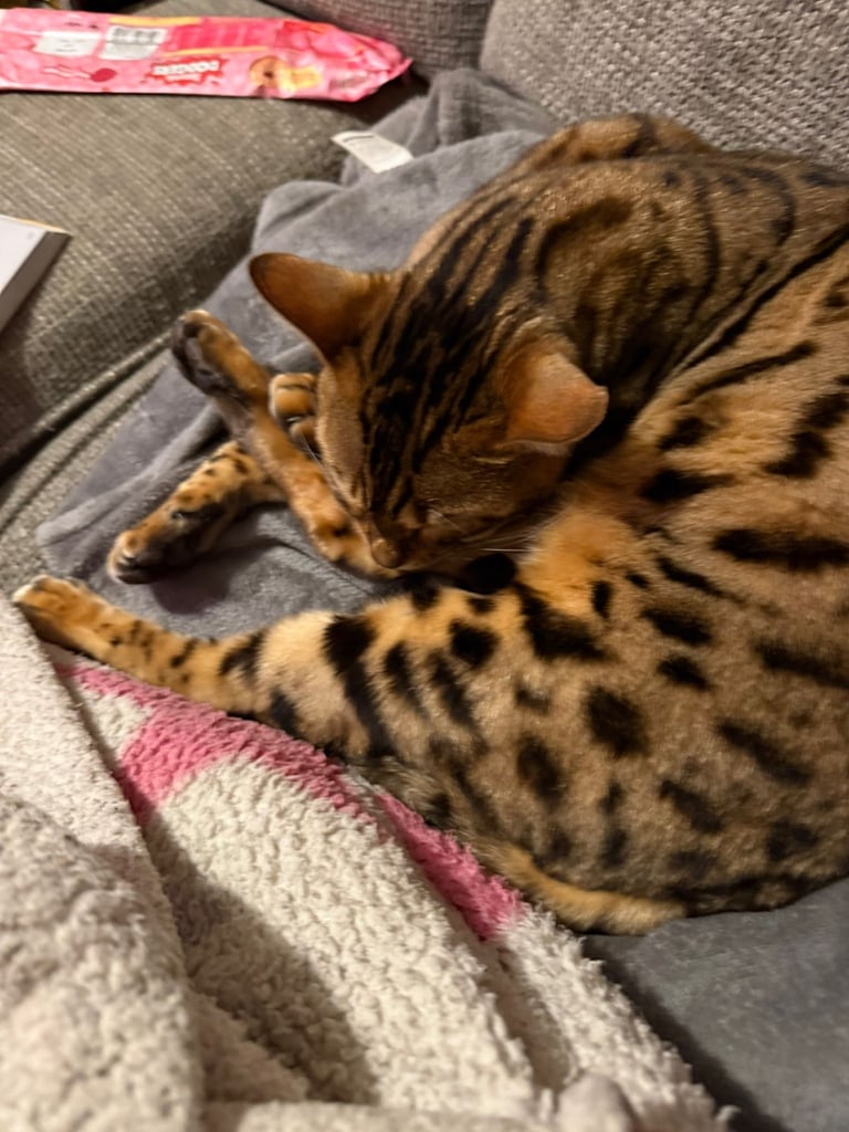 Bengal cat 