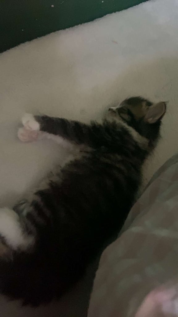 image for Tabby kitten 