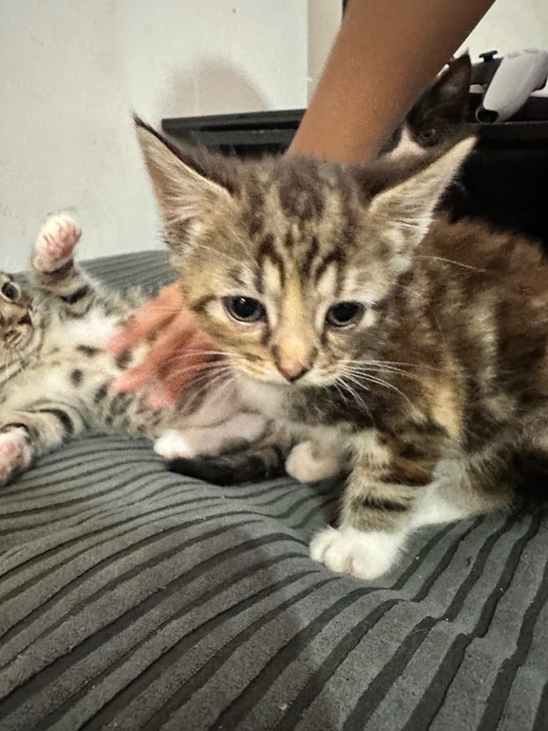 🐾 Adorable Kittens Ready for Their Forever Homes! 🏡