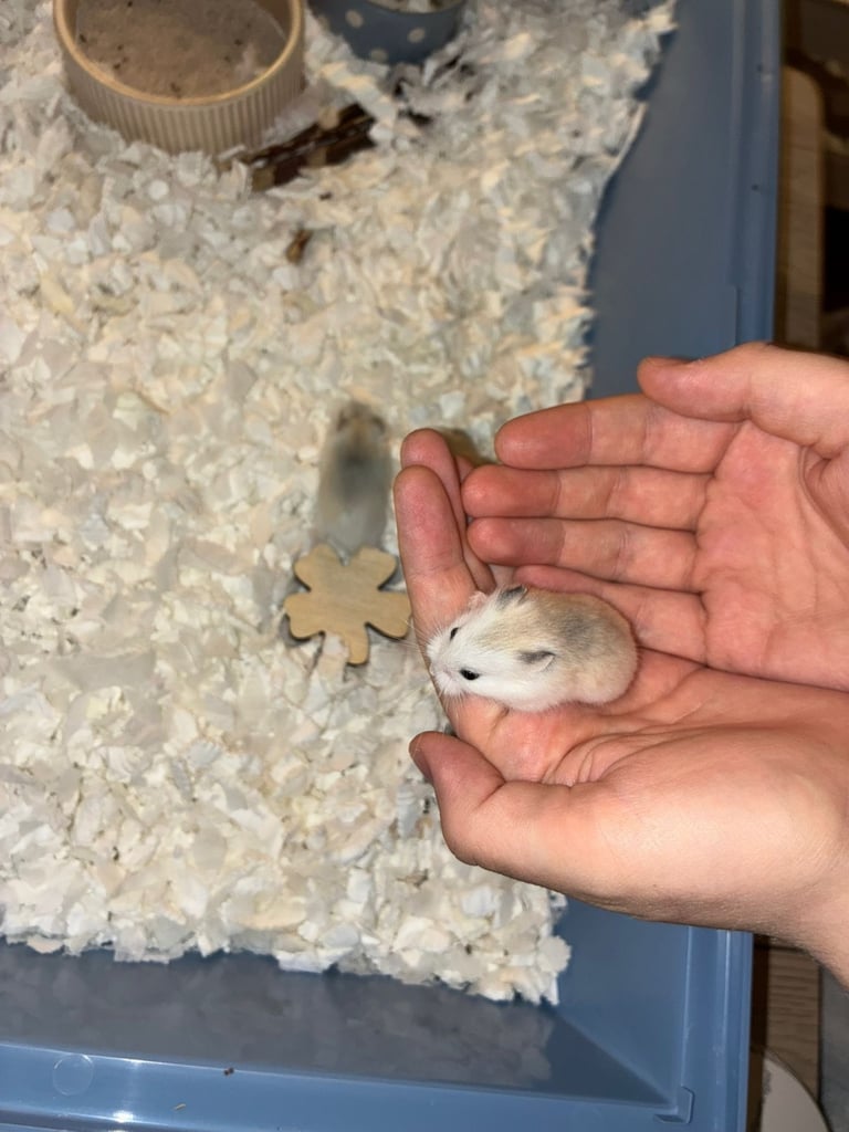 dwarf roborovski hamster