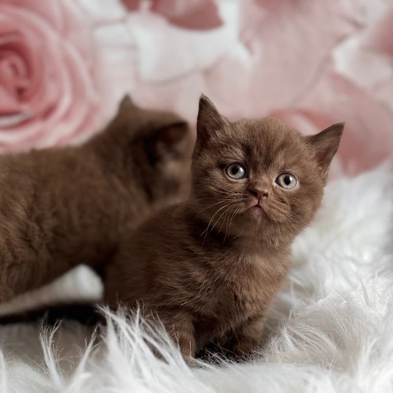British shorthair kittens 