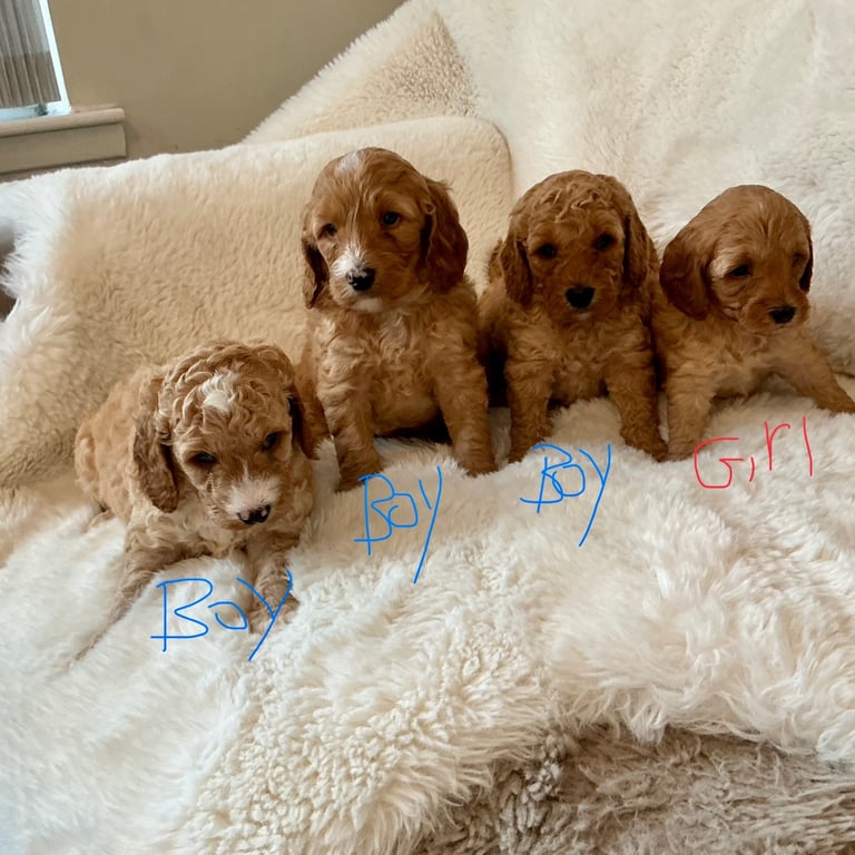 image for Adorable cockapoo puppies 