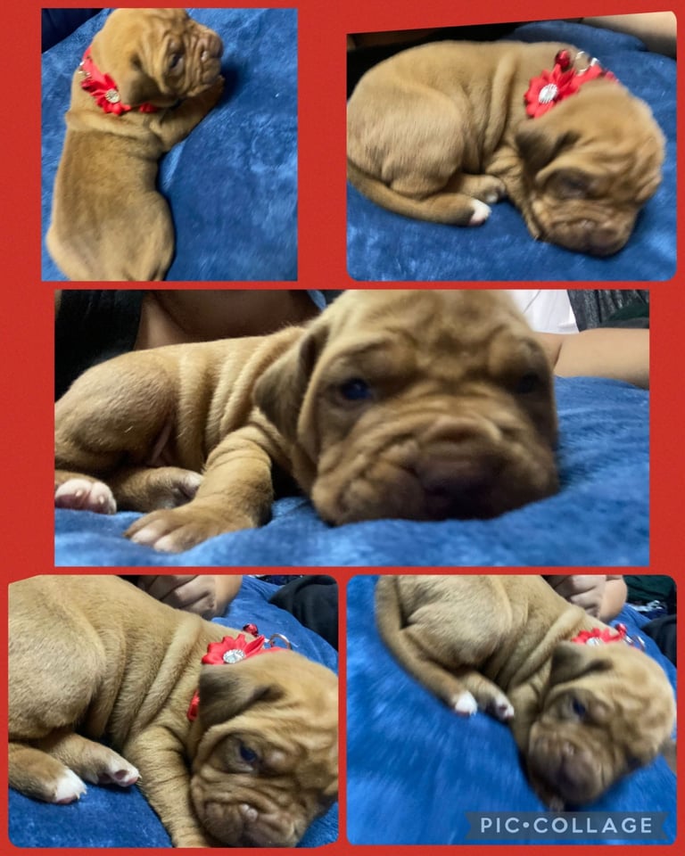 Staffie x Dogue de bordeaux puppies