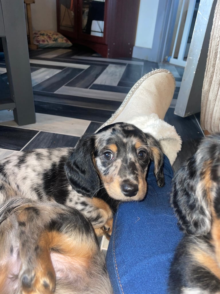 Long Haired Dachshund Puppies READY NOW!