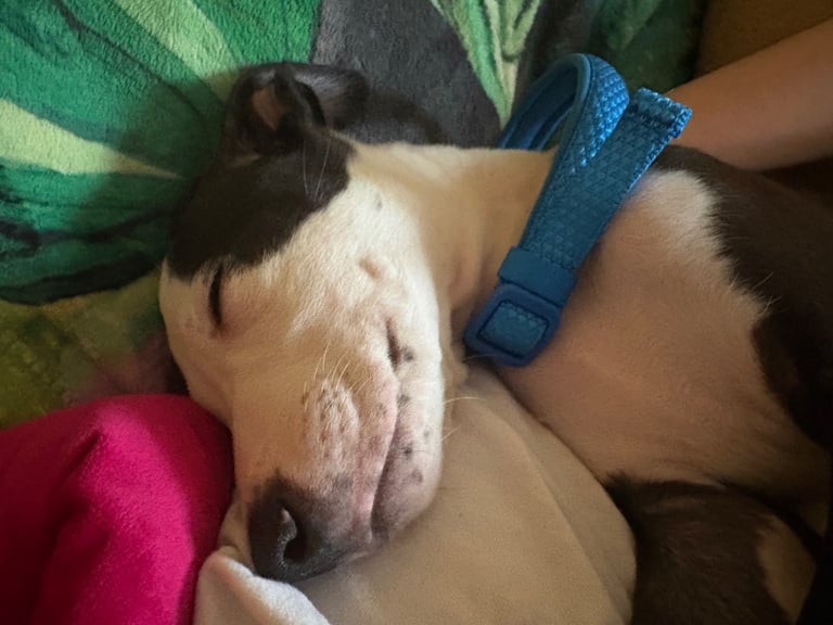 Lurcher puppy 8weeks