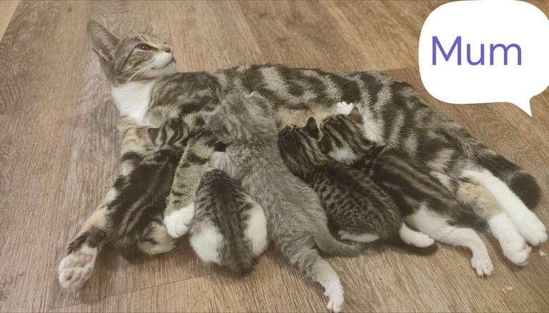 5 beautiful Kittens looking for their forever home 