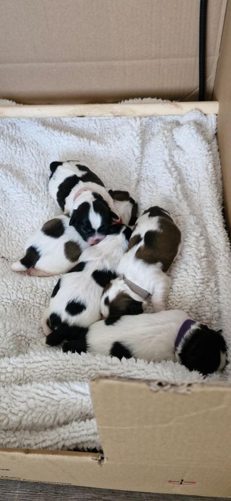 Shihtzu pups