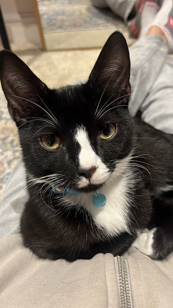 1 year old cats - boy and a girl