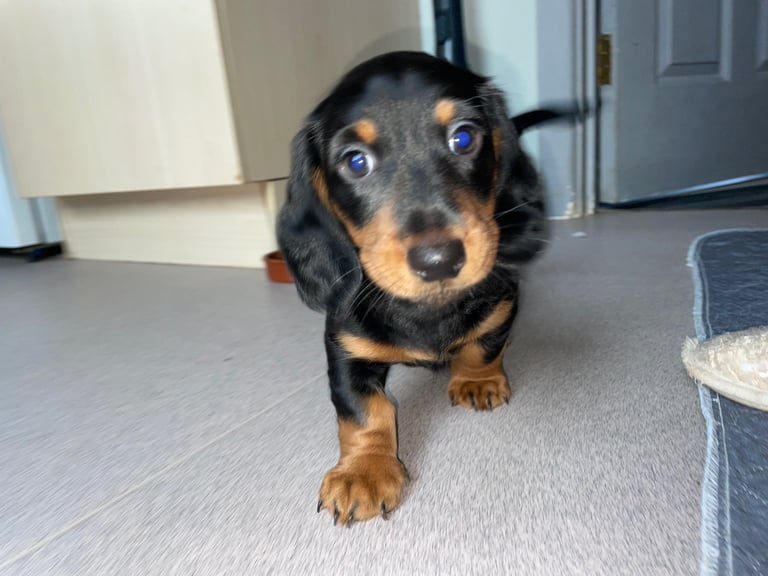 Long Haired Dachshund Puppies READY NOW!