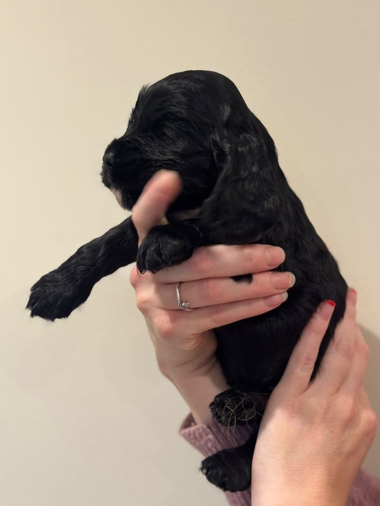Beautiful black cocker spaniel puppies 