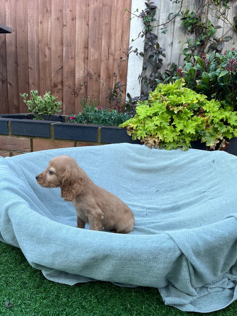 Six beautiful Cocker spaniel puppies