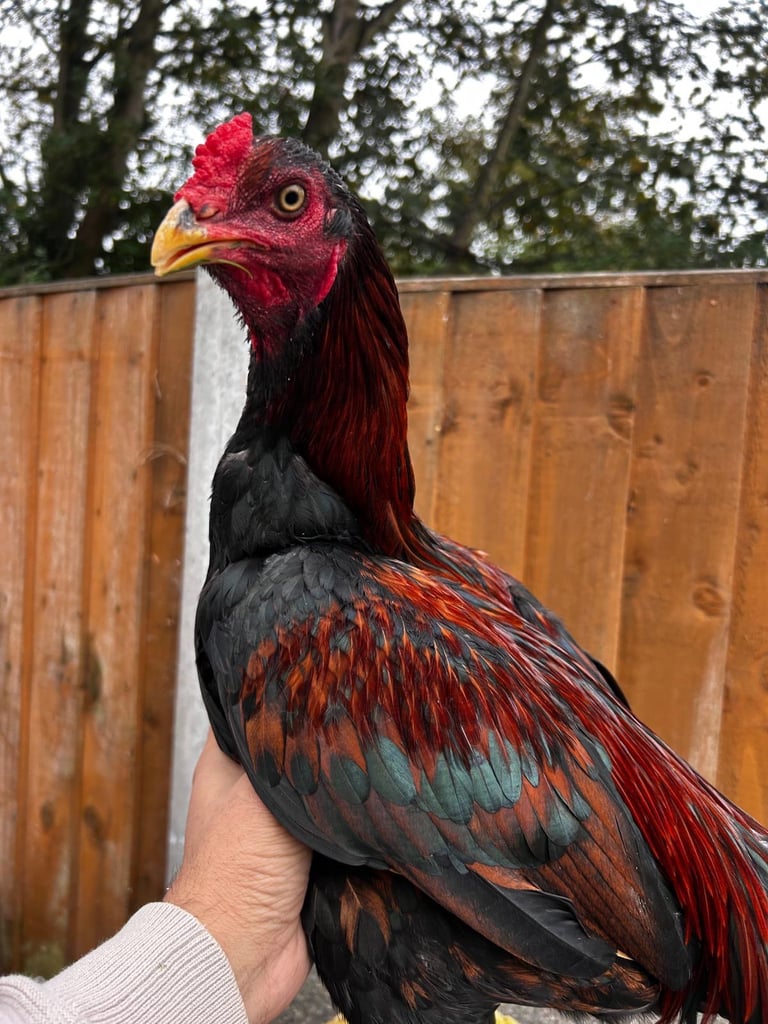 3 male top breed Aseel for sale