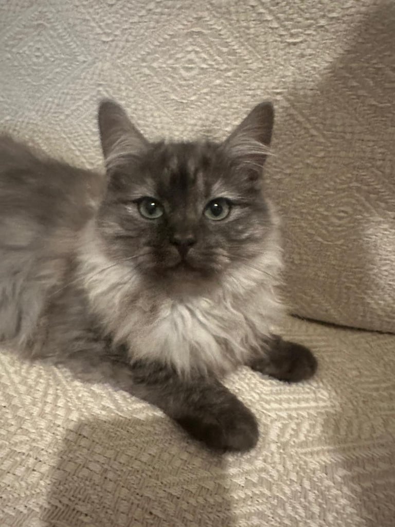 2 Male Ragdoll Kittens 