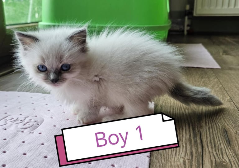 three wonderful ragdoll