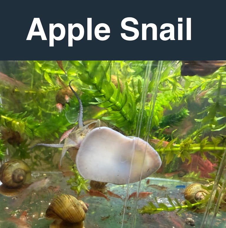 🐠 Aquarium Fish, Shrimp, Snails & Plants – Bushey WD23 (Near Watford / Stanmore)