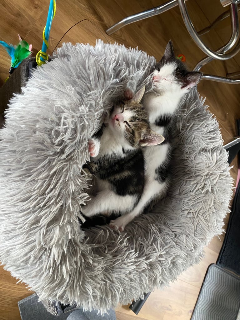 2 gorgeous little girls looking for their forever homes 