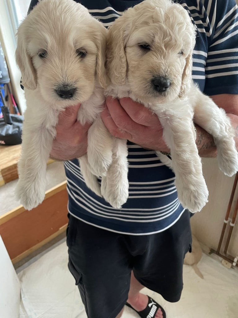 image for Beutiful Australian Labradoofle