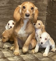 Cocker spaniel pups ready now 5 girls 1 boy 
