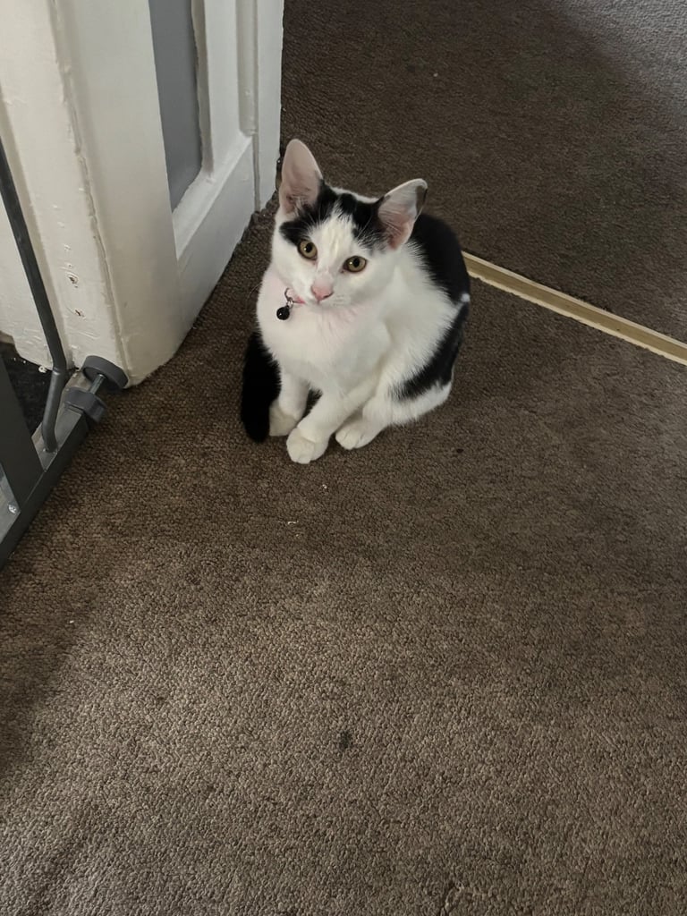 image for URGENT black and white female 