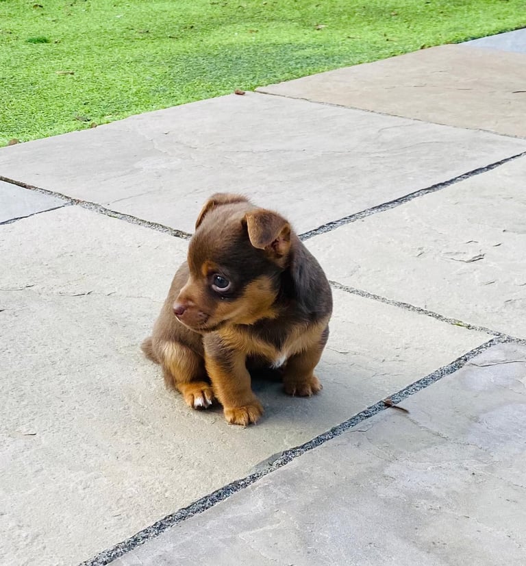 Gorgeous Miniature Jack Russell Puppy For Sale