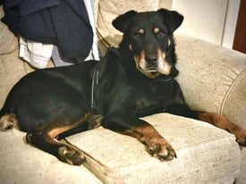 Missing dog Rufus Lincoln UK