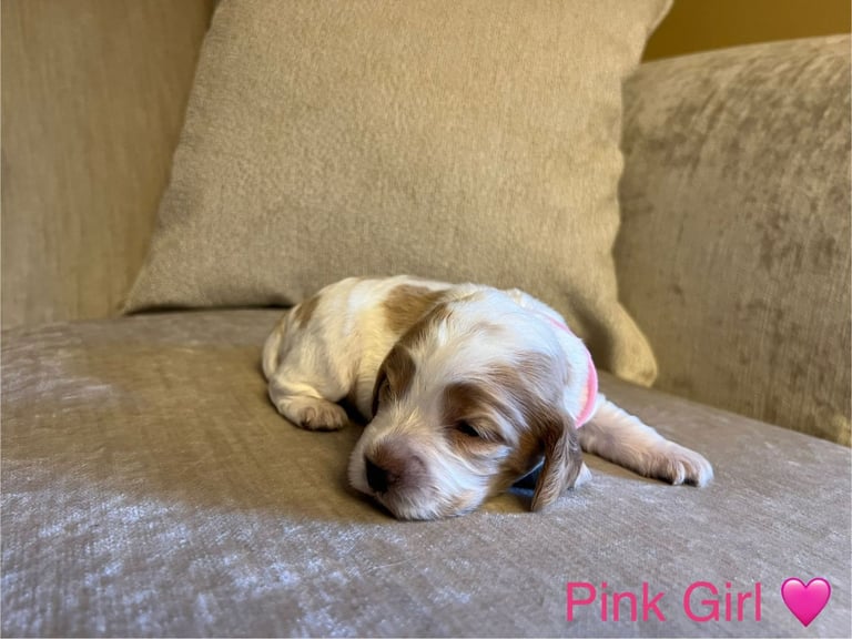 ✨ Show Cocker Spaniel Puppies For Sale ✨