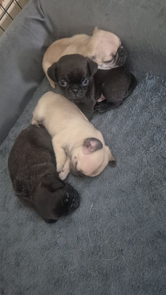 Pug puppies