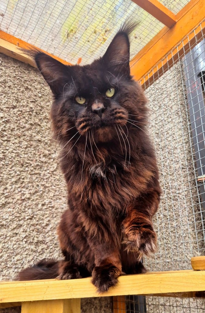 Maine coon gccf reg