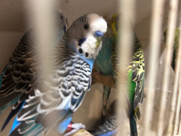 Budgies for sale, splits, all in good health