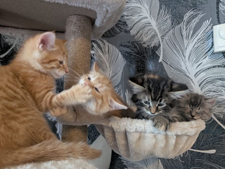 Kittens for sale 
