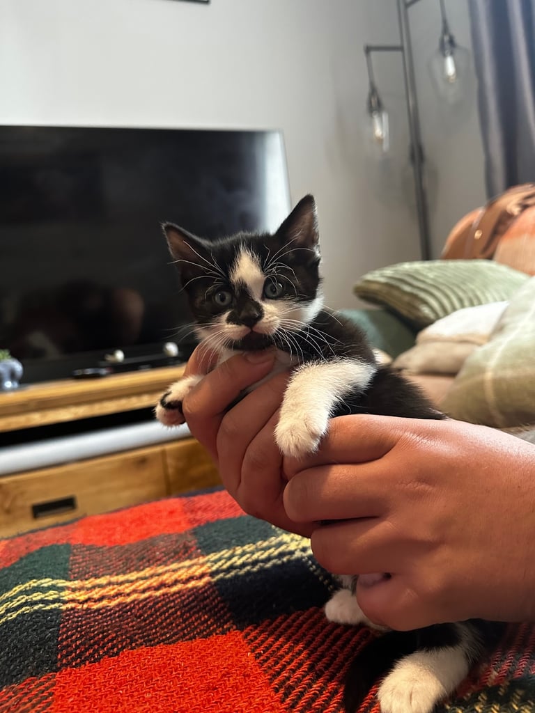 Tuxedo Kittens 🐈‍⬛ 