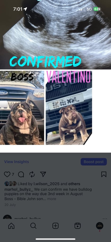English bulldog 