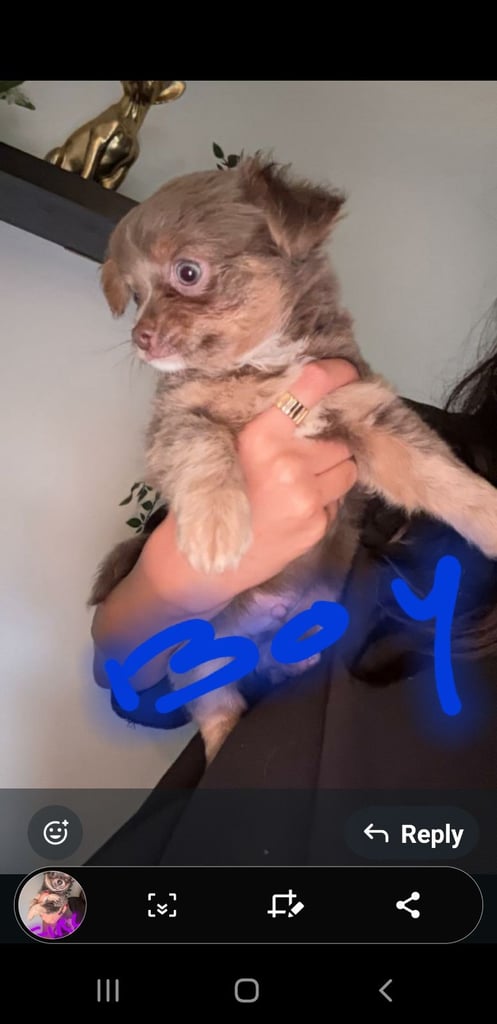 Long haired chihuahua puppys £1100