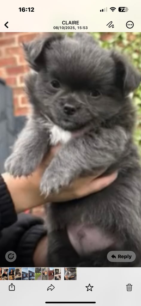 Beautiful Teddy Bear chihuahua looking for his forever home 