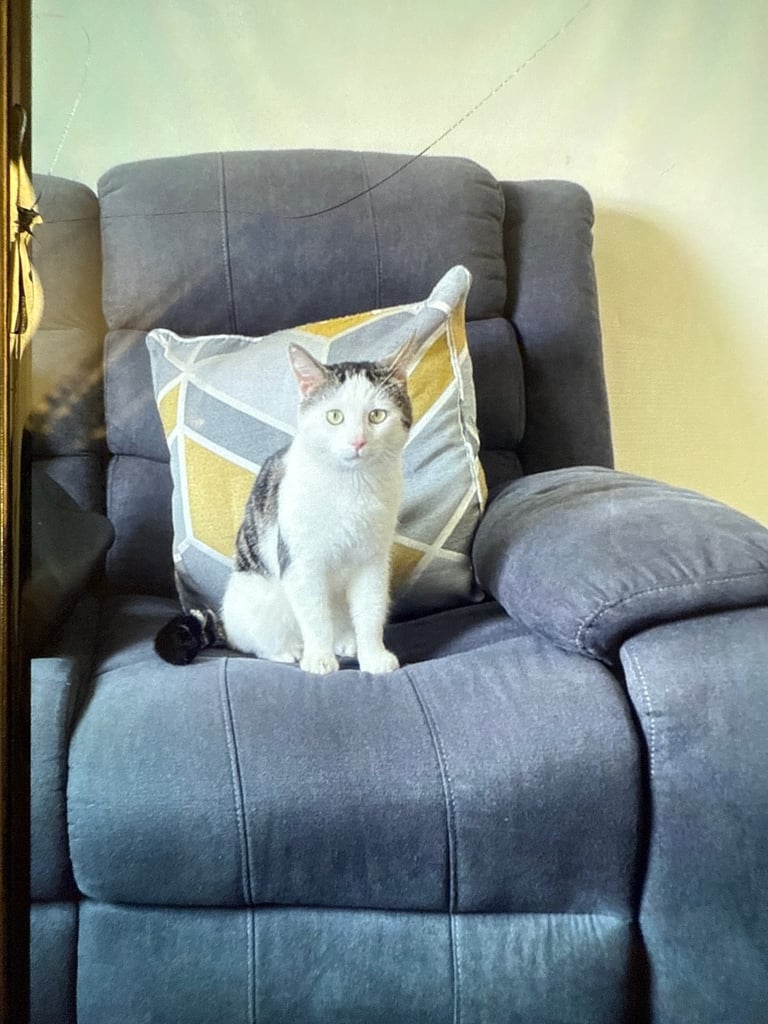 Cat for sale