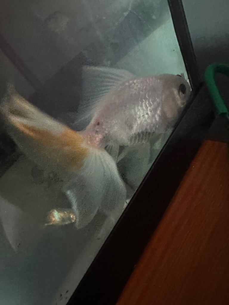 3 fancy goldfish 