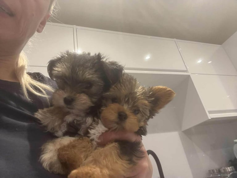 Yorkshire terrier, boys and girls. 