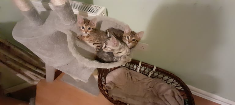 Beautiful Bengal kittens 