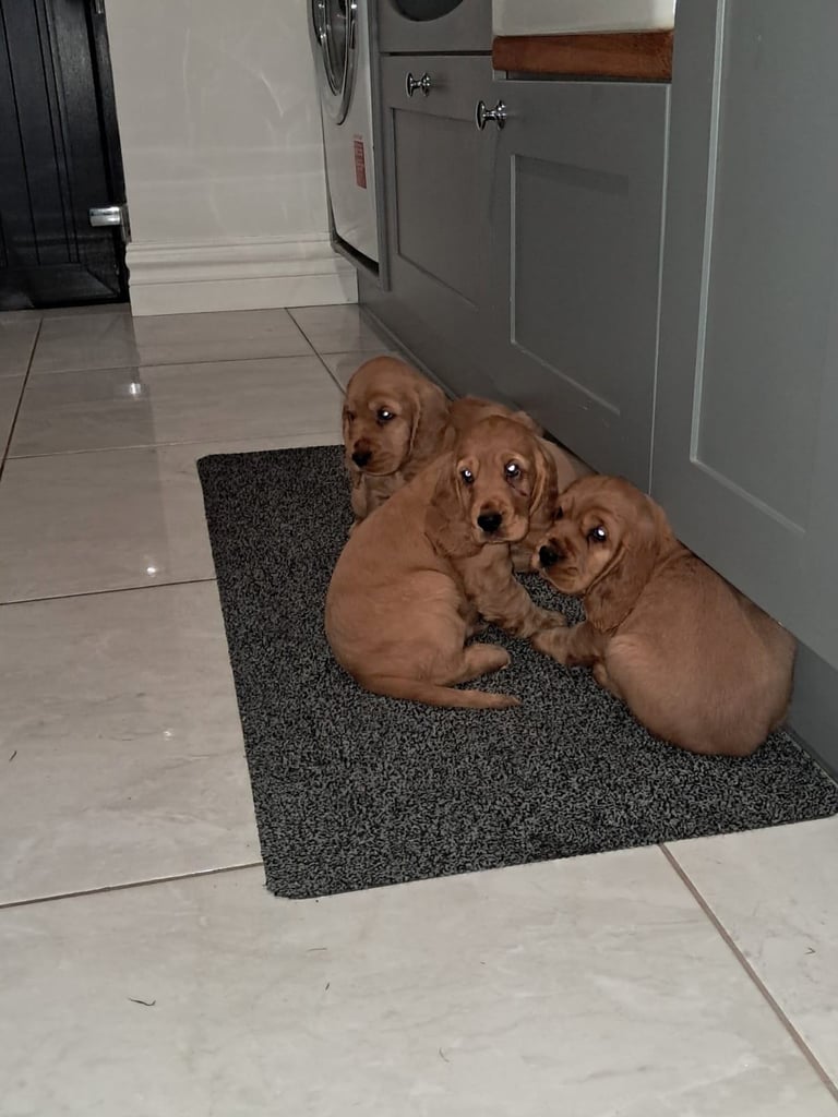 Cocker spaniel pups for sale