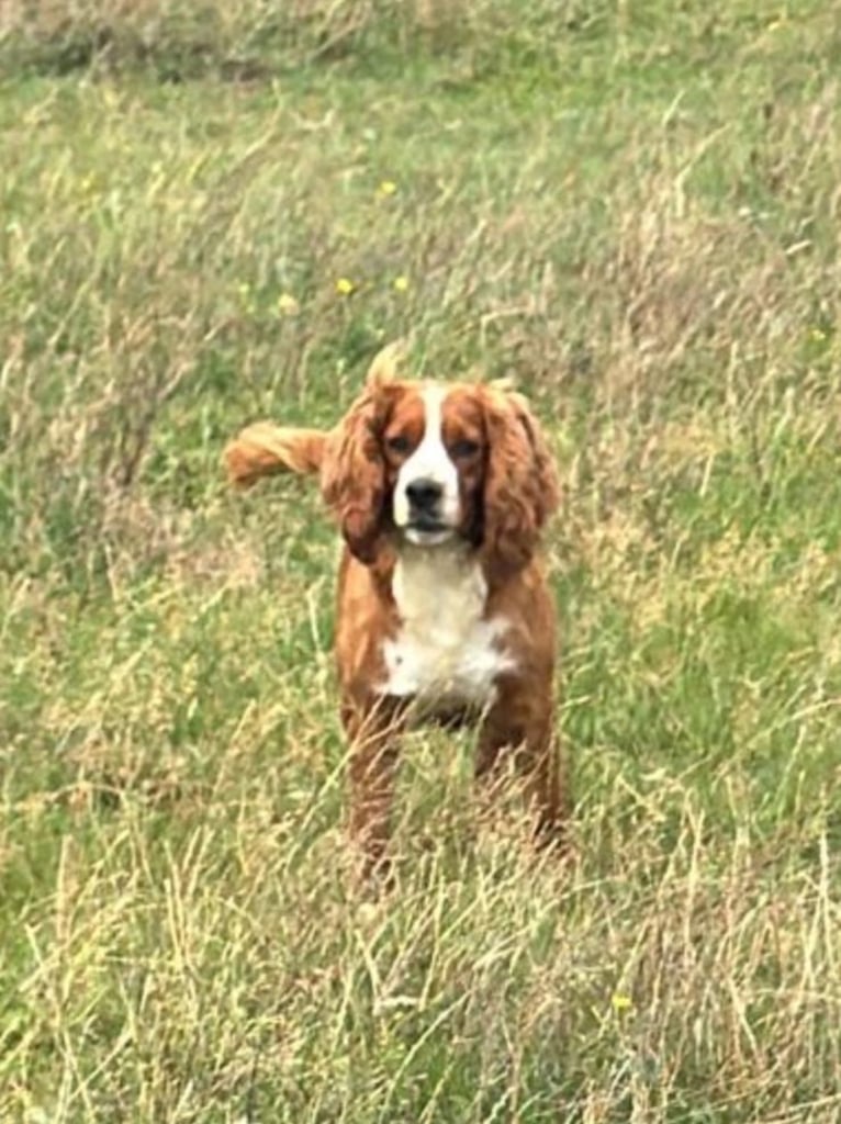 Adorable Cocker Jack Puppies