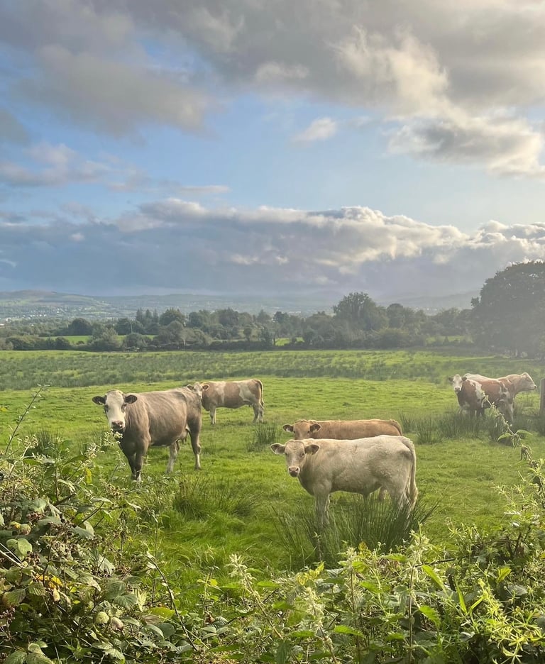 Looking to Buy: 1 Acre of Land in Ayrshire £8,000