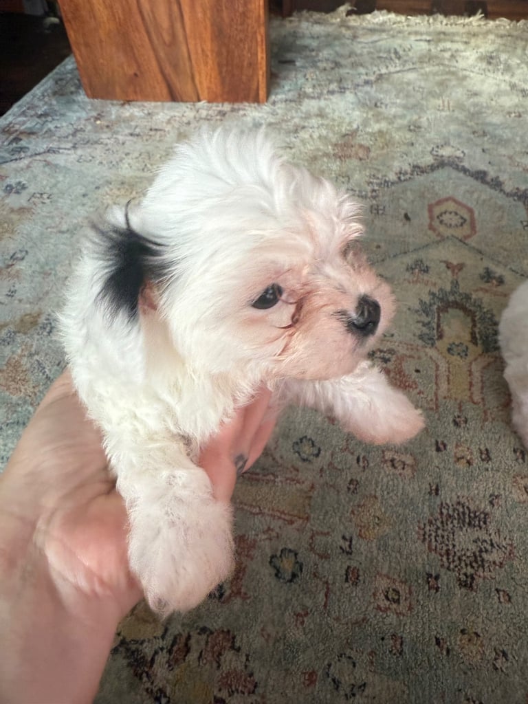 Cotton De Tulear puppies x3 looking for their forever homes