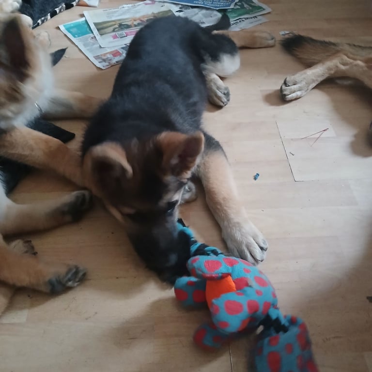 Beautiful German shepherd pups 