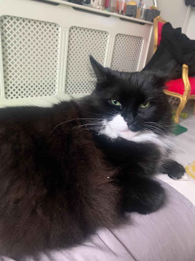 image for Female Cat 