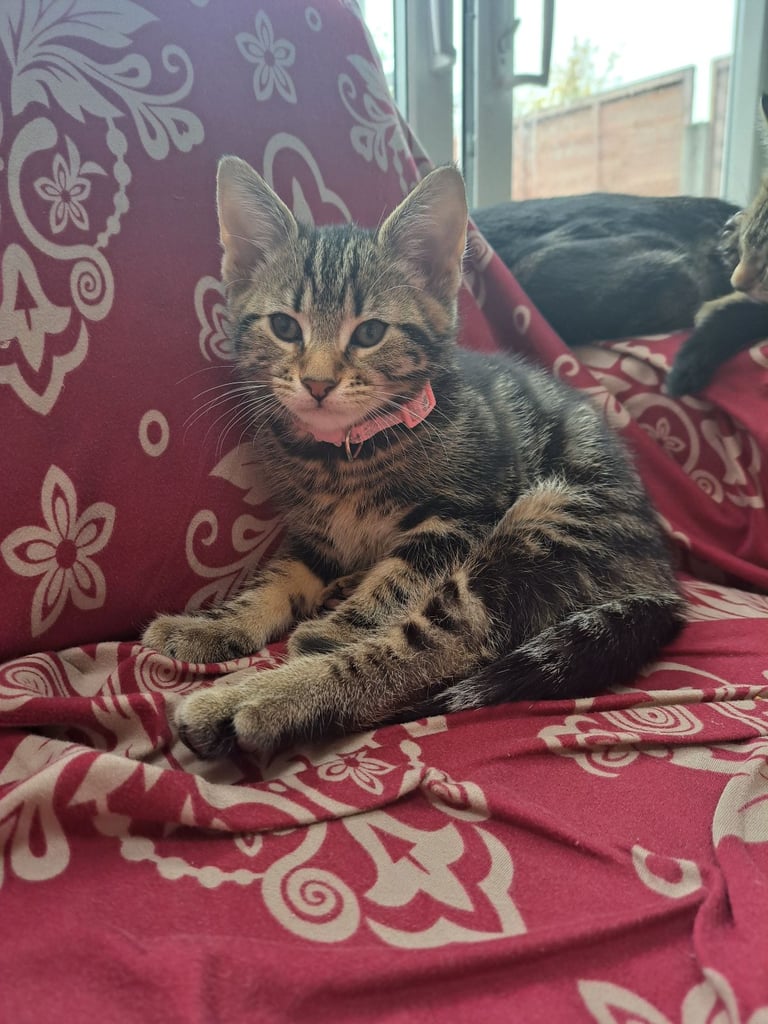 Kittens waiting for a forever home (last one)
